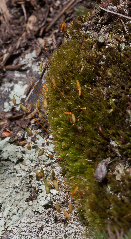 Pohlia nutans